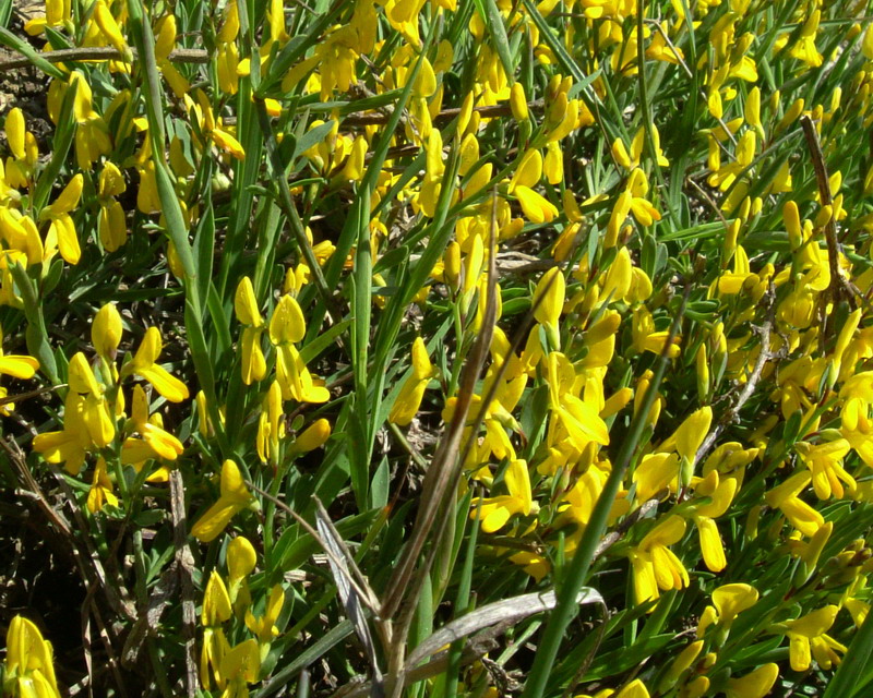 Genista tinctoria / Ginestra tintoria